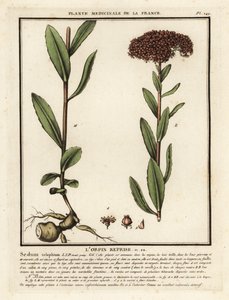 Große Fetthenne, Sedum telephium