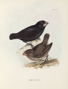 Paar Finken, Galapagos-Inseln, ca. 1832-1836