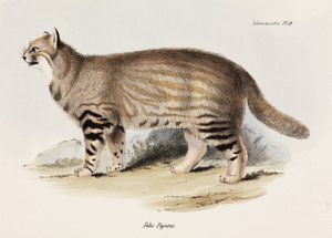 Pampaskatze, Südamerika, ca. 1832-1836 von Unbekannt