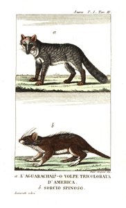Pampasfuchs oder Aguarachay von Unbekannter Künstler