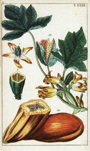 Papayafrucht, Schnitt, Blüten und Blätter, Carica papaya