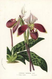 Paphiopedilum purpurpuratum Orchidee (Cypripedium purpuratum). Handkolorierte Lithographie aus Louis van Houtte und Charles Lemaire