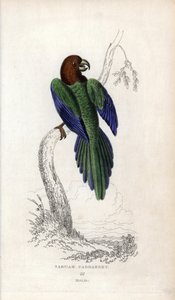 Papagei Pumpadour, Prosopeia tabuensis. Psittacus tabuensis. Lithographie von Joseph Kidd, basierend auf einer Zeichnung von John Audubon, in Miscellany of Natural History: Parrots, Sir Thomas DiK Lauder und Captain Thomas Brown, veröffentlicht in Edinburg von Unbekannter Künstler