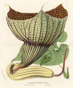 Pararistolochia goldieana (Aristolochia goldieana). Handkolorierte Lithographie aus Louis van Houtte und Charles Lemaire