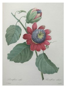 Passionsblume