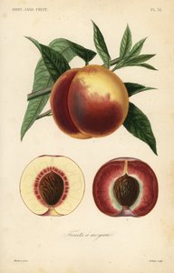 Pfirsichfrucht, Querschnitt durch weiße und rote Sorten von Unbekannt