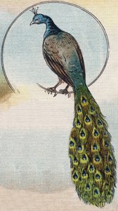 Pfau. Gravur in "Alphabet de ma petite fille". Bernardin-Bechet und Fils, Buchhändler-Verleger, Paris, um 1895.