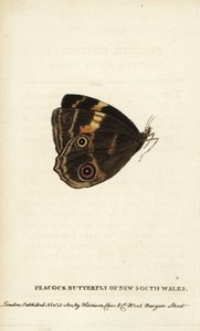 Pfauenfalter von New South Wales. Handkolorierter Kupferstich aus The Naturalist