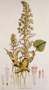 Petasites sp./Pestwurz