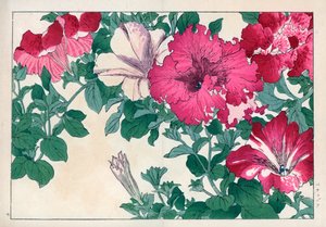 Petunienvarietäten (rosa und weiß). Handkolorierter Holzschnitt aus Konan Tanigamis „Seiyou Sokazufu“ (Bildalbum westlicher Pflanzen und Blumen: Sommer), Unsodo, Kyoto von Unbekannter Künstler