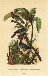 Rosenkopf-Fruchttaube, Ptilinopus porphyreus, Buru-Grüntaube, Treron aromaticus, und Luzon-Blutbrusttaube, Gallicolumba luzonica von Unbekannt