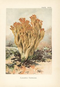 Rosa Korallenpilz oder schöne Clavaria, Ramaria formosa (Clavaria formosa). Chromolithographie nach einer botanischen Illustration von William Hamilton Gibson aus seinem Buch Our Edible Toadstools and Mushrooms.