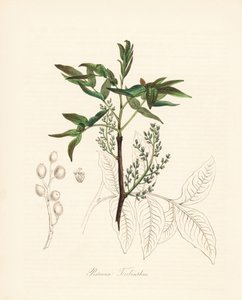 Pistazien-Terebinth - Terebinthenbaum oder Chian-Terpentinbaum, Pistacia terebinthus. Handkolorierte Zinkographie von C. Chabot, gezeichnet von Miss M. A. Burnett aus ihrem Plantae Utiliores: or Illustrations of Useful Plants, Whittaker, London