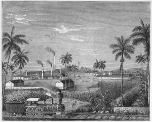 Zuckerrohrplantage in Kuba, ca. 1880 (Gravur)