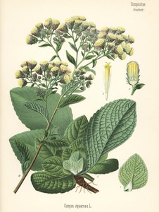 Alant, Inula conyza. Chromolithographie nach einer botanischen Illustration aus Hermann Adolph Koehlers Heilpflanzen, herausgegeben von Gustav Pabst, Koehler, Deutschland von Unbekannter Künstler