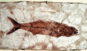Prähistorie: Sgomber Speciosus Fischfossil vom Fundort Monte Bolca von Unbekannt