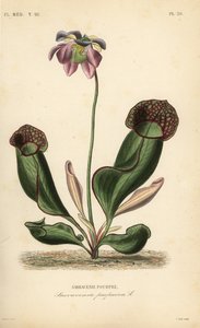 Purpurroter Schlauch