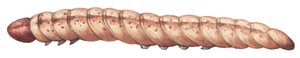 Maiszünsler (Ostrinia nubilalis) von Unbekannter Künstler