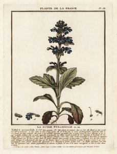 Pyramiden-Bugle, Ajuga pyramidalis von Unbekannter Künstler