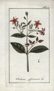 Chinarinde (Cinchona officinalis). Lithographie aus Afbeelding der Artseny-Gewassen von Johannes Zorn, Niederlande