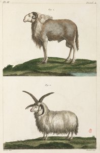 Widder