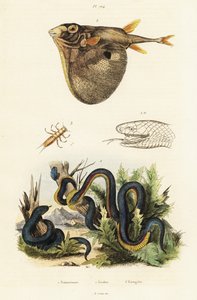 Rotbauch-Schwarzotter und Dreizahn-Kugelfisch