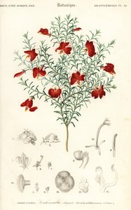 Rote Leschenaultia, Leschenaultia formosa (Gravur)