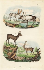 Rentiere, Elche, Rothirsche und Rehe von Unbekannt