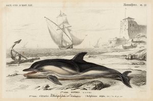 Darstellung eines Delfins in „Dictionnaire Universale d