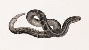 Reptilien: Eine Schlange aus Thebais
