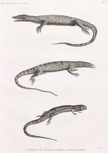 Reptilien: Tupinambis Nil