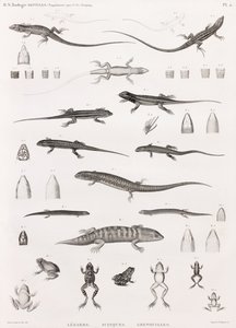 Reptilien: Serie von Illustrationen von Eidechsen, Skinken und Fröschen von Unbekannt
