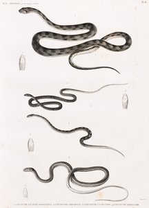 Reptilien: Serie von Schlangenillustrationen von Unbekannt