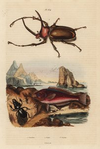 Nashorn-Skarabäus, Golofa porteri 1, Kretischer Papageifisch, Scarus creticus 2, und Scarites buparius Käfer 3 von Unbekannt