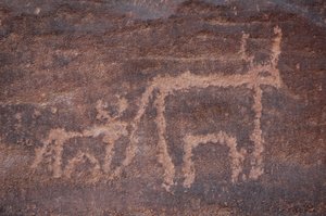 Felskunst, Vorgeschichte: Gravur einer Kuh und ihres Kalbes im Uweinat-Massiv, Ägypten. Zeitraum von 8000 bis 3000 v. Chr.