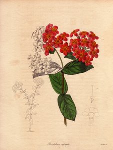 Rondeletie écarlate oder duftend (Rondeletia odorata). Illustration von Augusta Innes Withers in The Botanist, Serie von Benjamin Maund