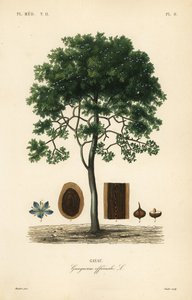 Guajakholz