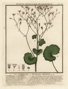 Rundblättriger Steinbrech, Saxifraga rotundifolia von Unbekannter Künstler