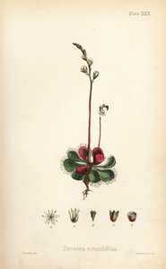Rundblättriger Sonnentau, Drosera rotundifolia. Handkolorierte Lithographie von Henry Sowerby aus Edward Hamiltons Flora Homeopathica