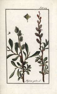 Sumpfmyrte (Myrica gale). Lithographie aus „Afbeelding der Artseny-Gewassen“ von Johannes Zorn (1739-1799), Niederlande von Unbekannter Künstler