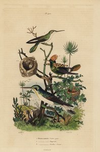 Rotschwanzkolibri, Amazilia tzacatl, Büschelkolibri, Lophornis ornatus, und Schwarzohrenkolibri, Heliothryx auritus