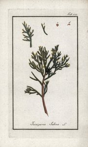 Sadebaum (Juniperus sabina). Lithographie aus „Afbeelding der Artseny-Gewassen“ von Johannes Zorn (1739-1799), Niederlande