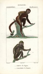 Sajou oder Kapuzineraffe und Totenkopfaffe von Unbekannter Künstler