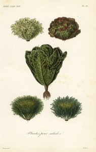 Salatgemüse, plantes pour salades