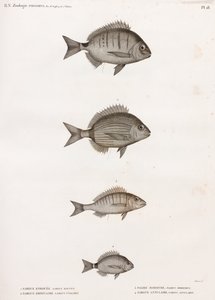 Sargue Enrouee; Sargue Ordinaire; Pagre Mormyre & Sargue Annulaire von Unbekannt