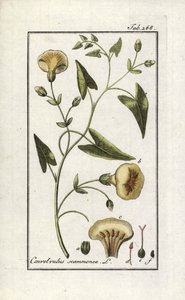 Skamonee (Convolvulus scammonia). Lithographie aus „Afbeelding der Artseny-Gewassen“ von Johannes Zorn (1739-1799), Niederlande