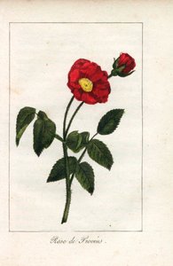 Scharlachrote Provence-Rose, Rose von Provins, Rosa gallica. Handkolorierte Kupferstich einer Illustration von Miss Prudhomme aus „Hommage rendu a la Rose“, Paris, circa 1815. Ein Geschenkbuch mit der Geschichte der Rose und einem Dutzend botanischer Minia von Unbekannter Künstler