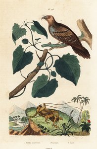 Schizodactylus monstrosus Grille 1, Fettschwalm, Steatornis caripensis 2, und Mikania guaco Rebe 3 von Unbekannt