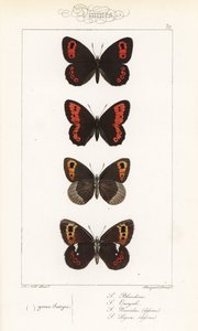Schottischer Mohrenfalter, Erebia aethiops, und andere. Handkolorierter Stahlstich von den Pauquet-Brüdern nach einer Illustration von Alexis Nicolas Noel aus Hippoly
