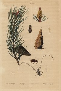 Waldkiefer, Pinus sylvestris 1-5, und Rotkiefer, Pinus resinosa 6, Weberkäfer, Lamia textor 7 und Kiefernkäfer, Tomicus piniperda 8